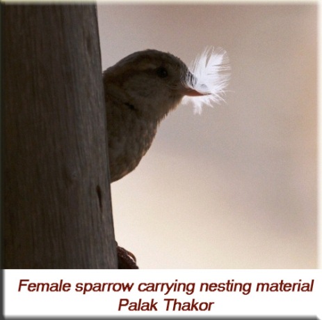 Palak Thakor - Female house sparrow carrying nesting material